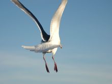 DSC_0063.JPG