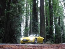 goldenrod-redwoods-nose-640.jpg