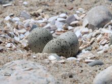 Three plover eggs. When I went by the first time there were only two eggs.  Mom to be was busy as now there are three