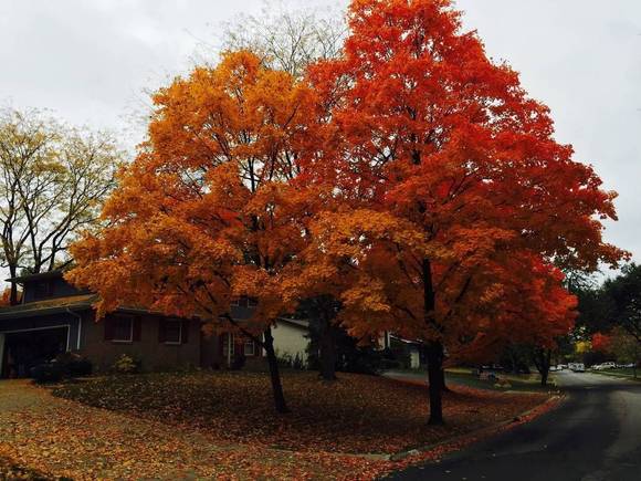 2015 Oct Fall Leaves