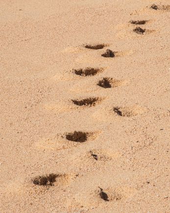 Footprints in the sand