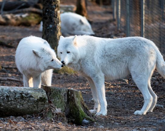 Sequia and Oria.  Tala in back.