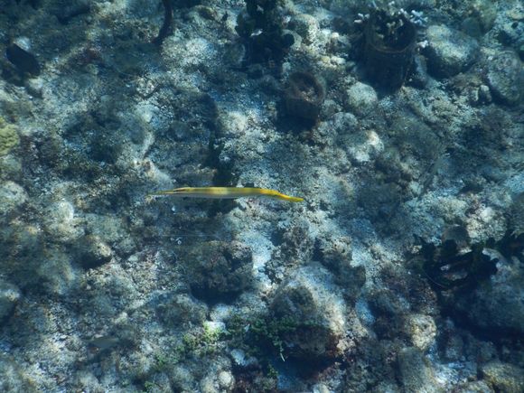 Trumpet Fish