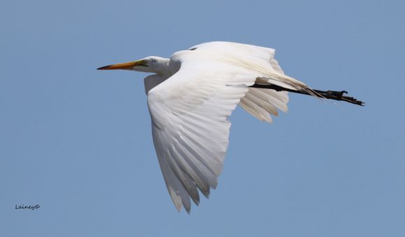 Great Egret - I have learned the snowy egret is a bit smaller with a black bill.