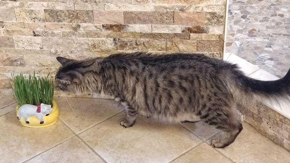 I made Leo a Colorado cat by growing him his very own grass.  It took him a while but he finally partook. 