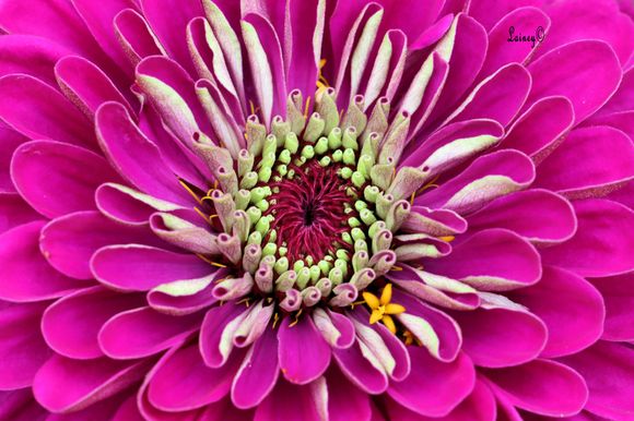 Close up of the zinnia