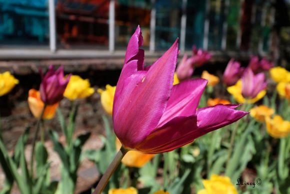 Tulips!