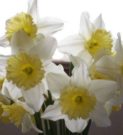 daffodil-1.jpg