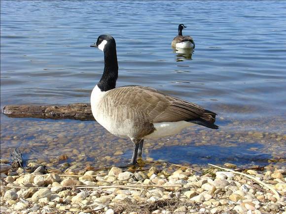 Duck.jpg