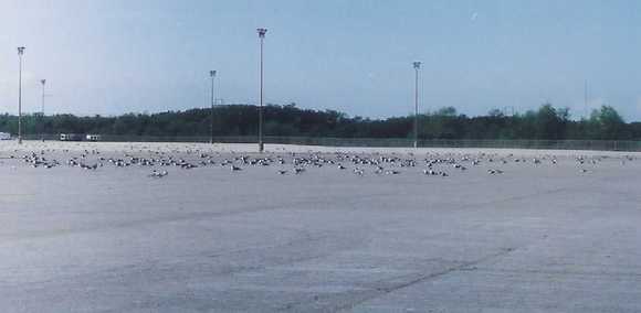 seagulls 2.jpg