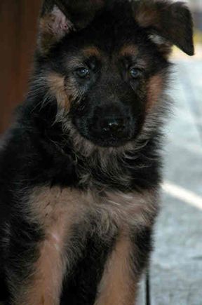040611 pup1.jpg