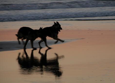 Dogs running, 11-26-04