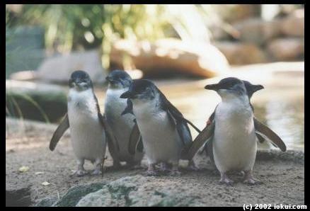 australia02-penguins-small.jpg