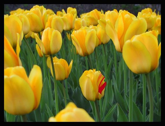 yellow.jpg