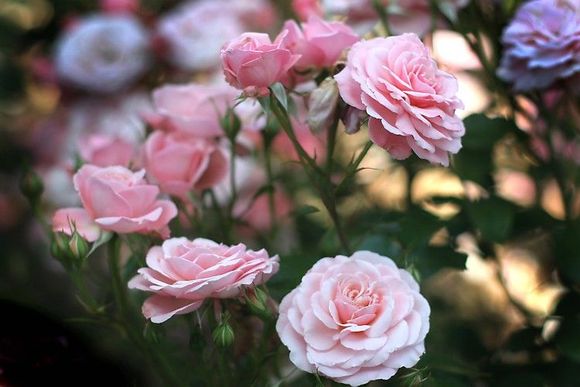 pink_roses_03.jpg