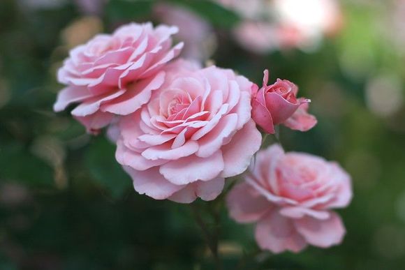 pink_roses_02.jpg