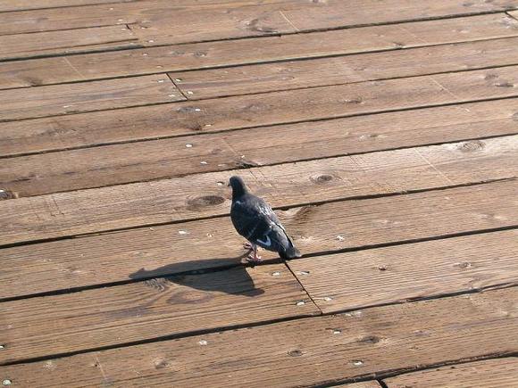 pigeon.JPG