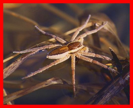 Dock Spider.jpg
