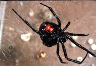 Black Widow6.jpg