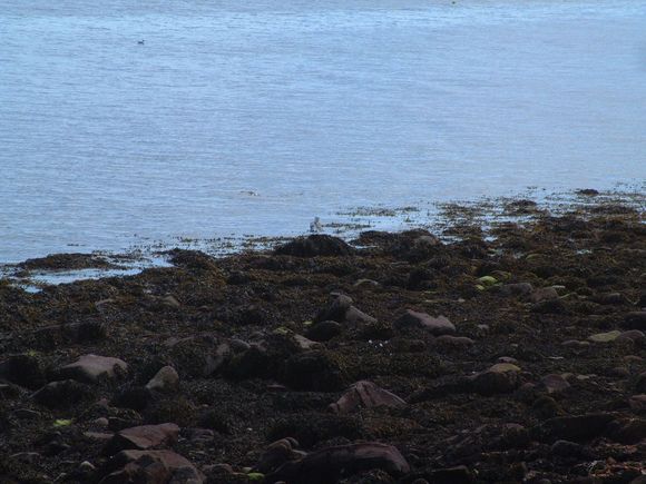 Arran III 039.jpg