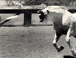 frisbeehorse.jpg