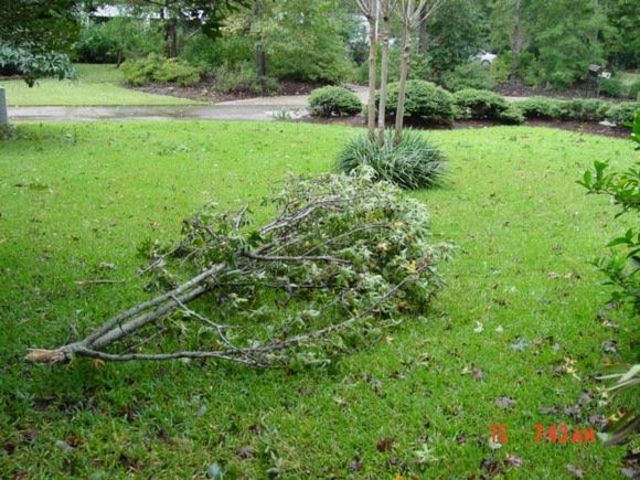 Ophelia 004.jpg