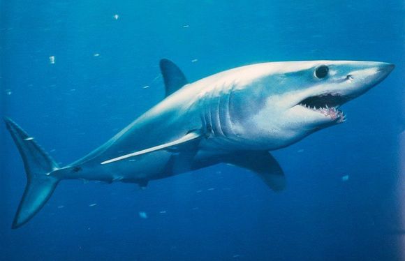 Mako Shark.jpg