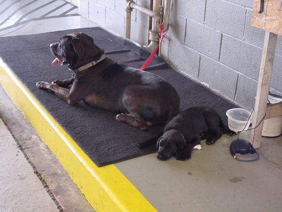 doggies.jpg
