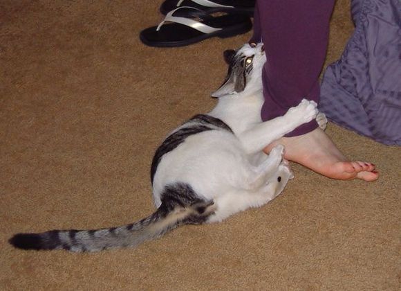 tweety biting my leg.jpg