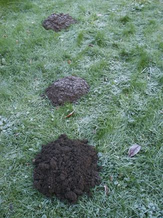 Moles 4