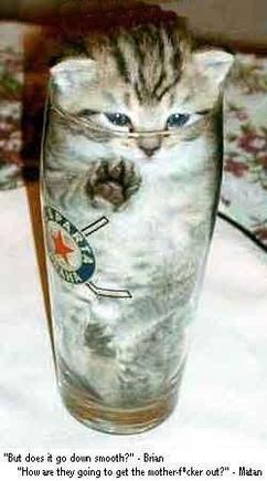 cat in a bottle.JPG