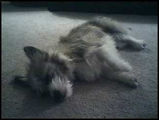 sleeping angel.jpg