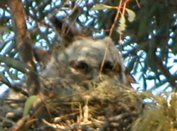 060412 baby owl 5676.JPG