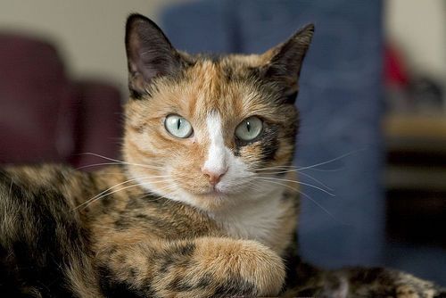 Princess.jpg