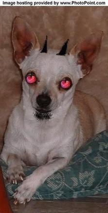 Airgate's Dog
