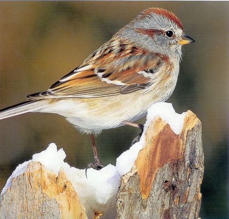 AmericanTreeSparrow.jpg