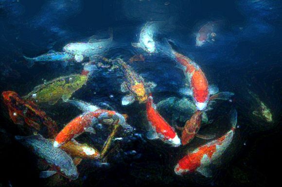 fish3.jpg