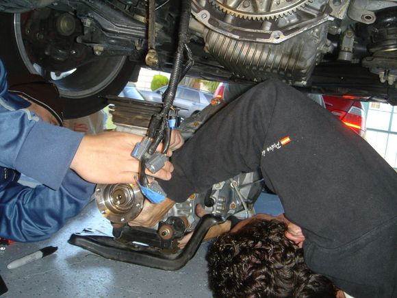 Getting harness on.JPG
