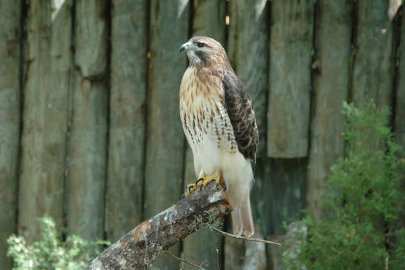 FL Hawk.jpg