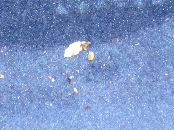 CARPET SHIT.JPG