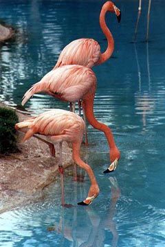 flamingo01.jpg