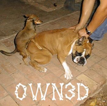 owned-dogs.jpg