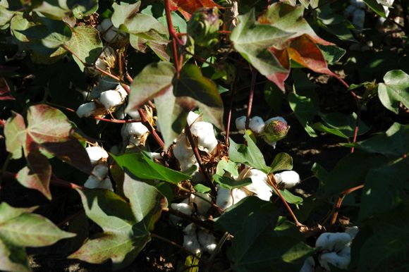 Cotton plant
