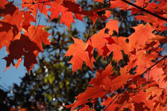 DSC_6043 071021 Red Leaves.JPG