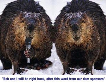 beaver3.jpg