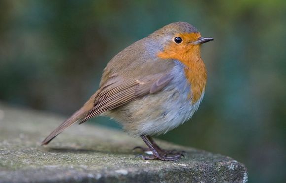 Robin08.jpg