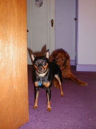 Dogs 8-0002.JPG