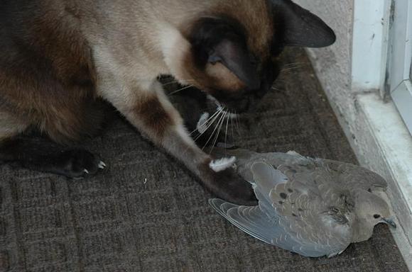 DSC_0270 080814 Zoro_dove.JPG