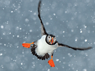 AtlanticPuffinInNorway.gif