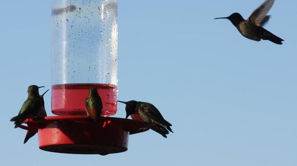 IMG_0030 081216 hummers.JPG